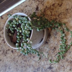 Variegated String of Pearls